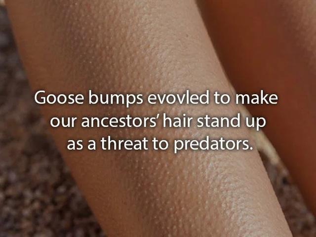 humanbodyfacts3_008