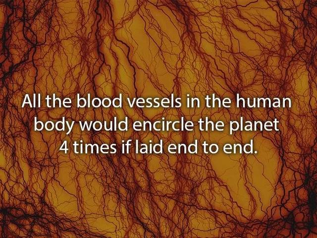 humanbodyfacts3_012