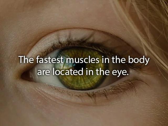 humanbodyfacts3_014