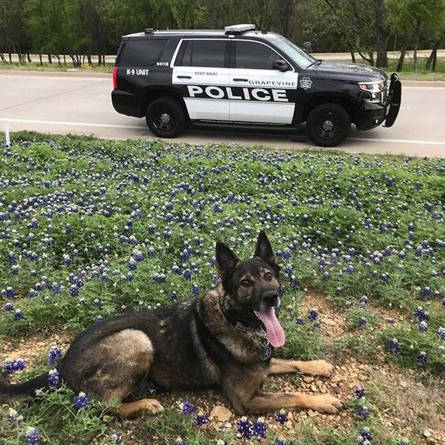 texaspolicebluebonnetchallenge_005