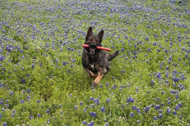 texaspolicebluebonnetchallenge_015