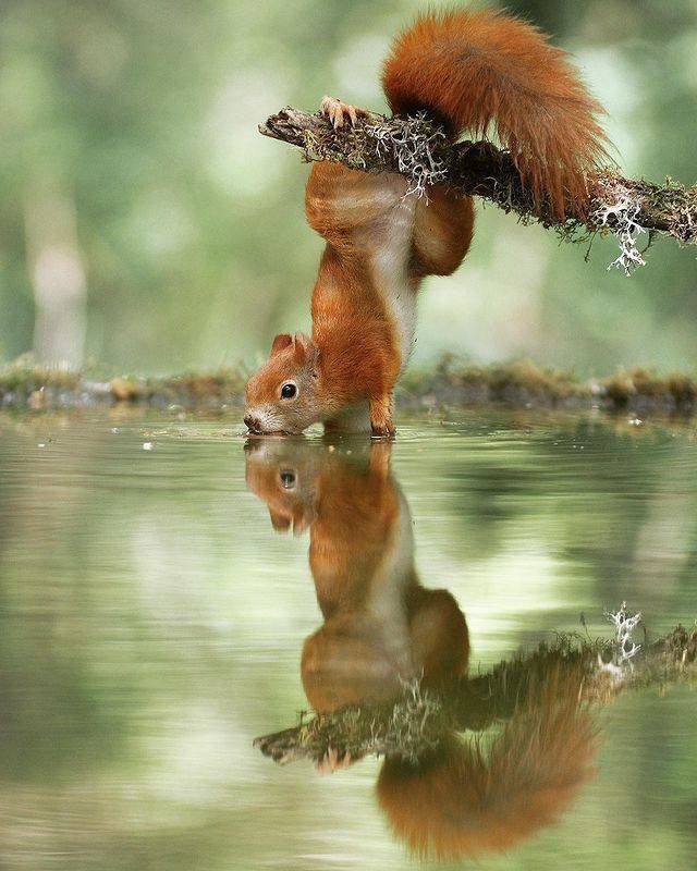animals4_001