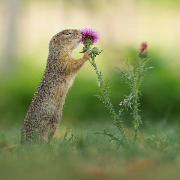 animals4_002