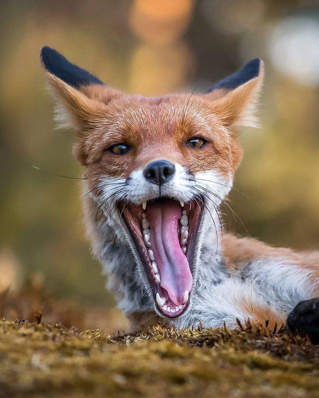 animals4_003