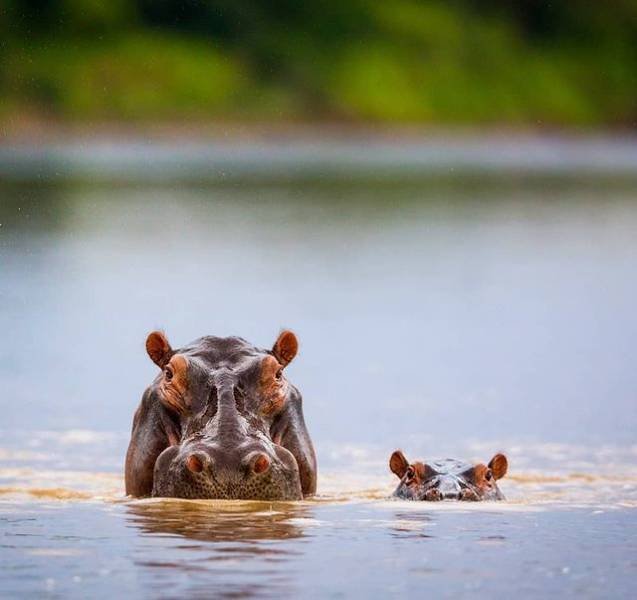 animals4_005