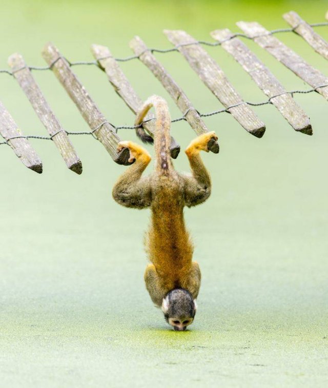 animals4_007