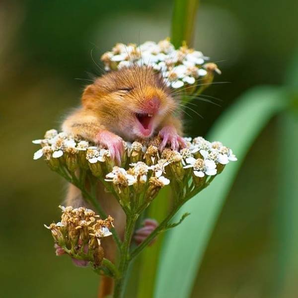 animals4_008