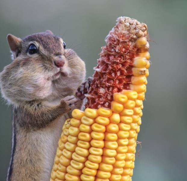 animals4_009