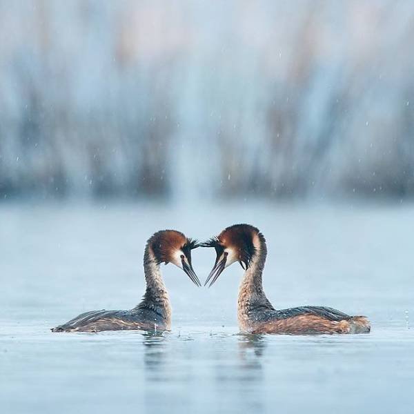 animals4_010