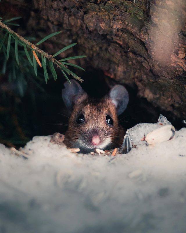 animals4_011