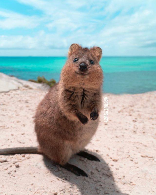 animals4_012