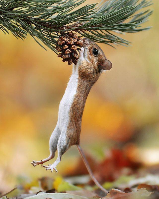 animals4_013
