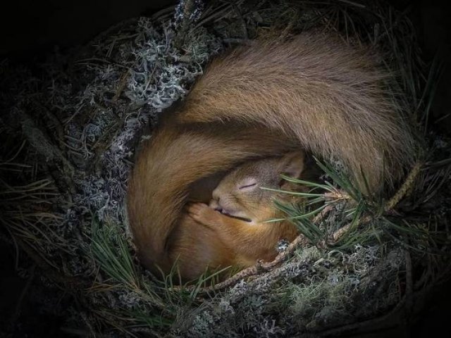 animals4_014