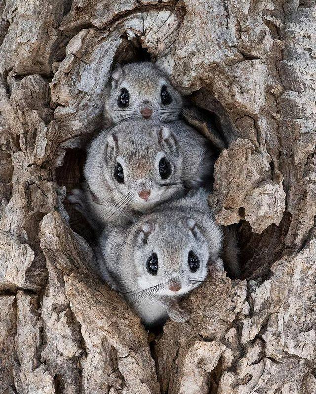 animals4_015