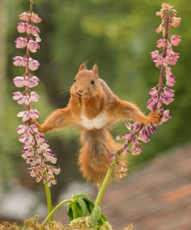 animals4_016