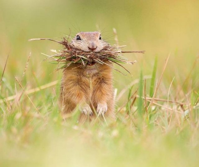 animals4_017