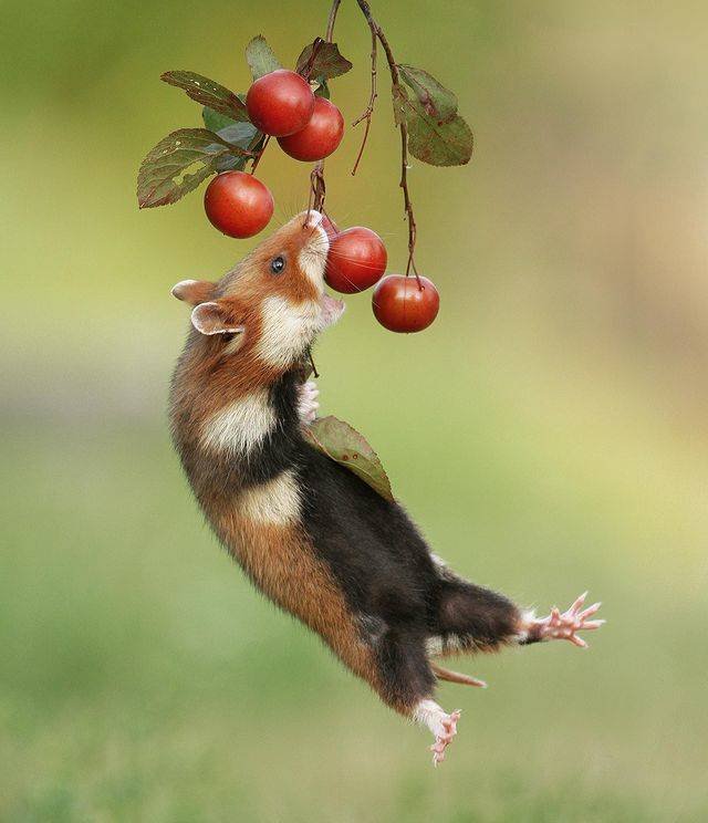 animals4_018