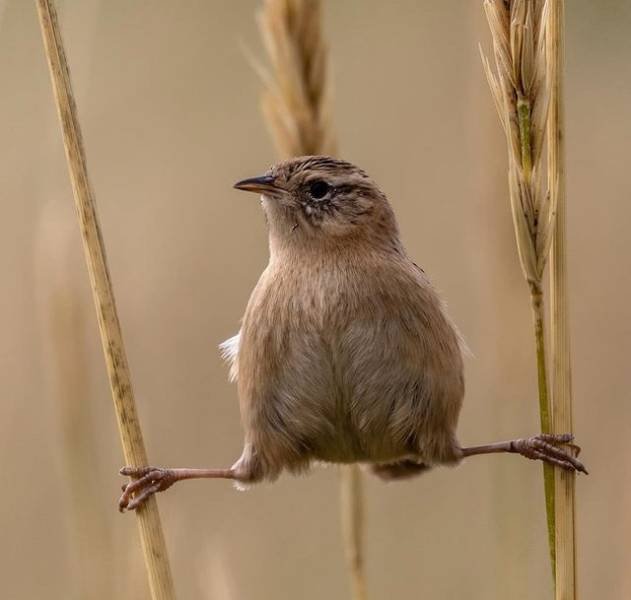 animals4_019