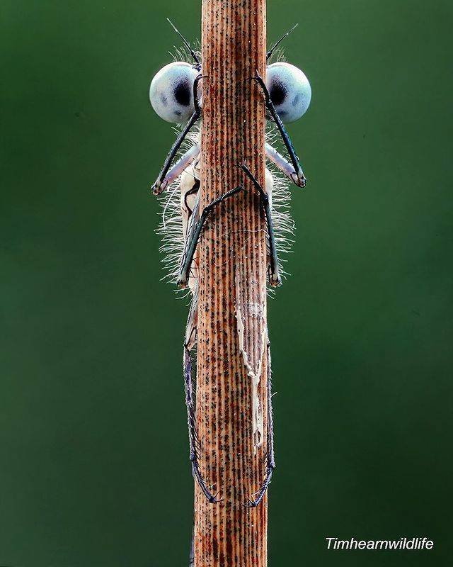 animals4_020