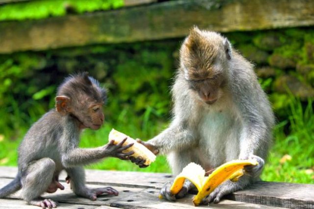 animals4_021