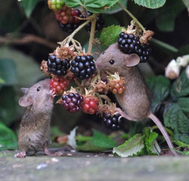 animals4_022