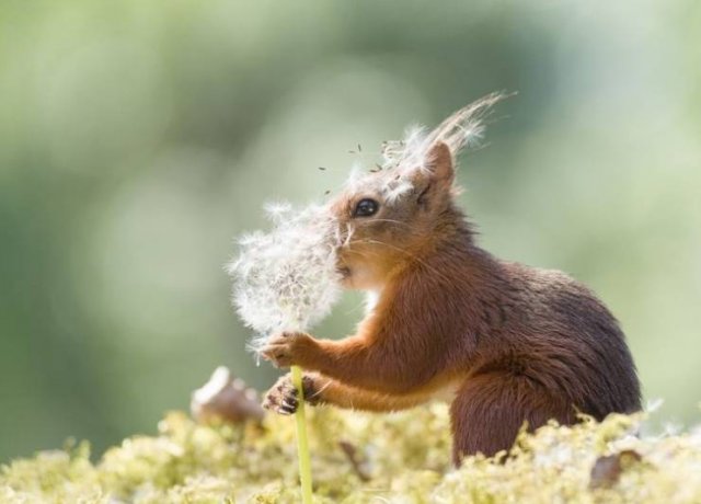animals4_023
