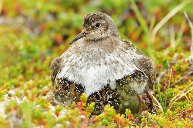 animals4_024