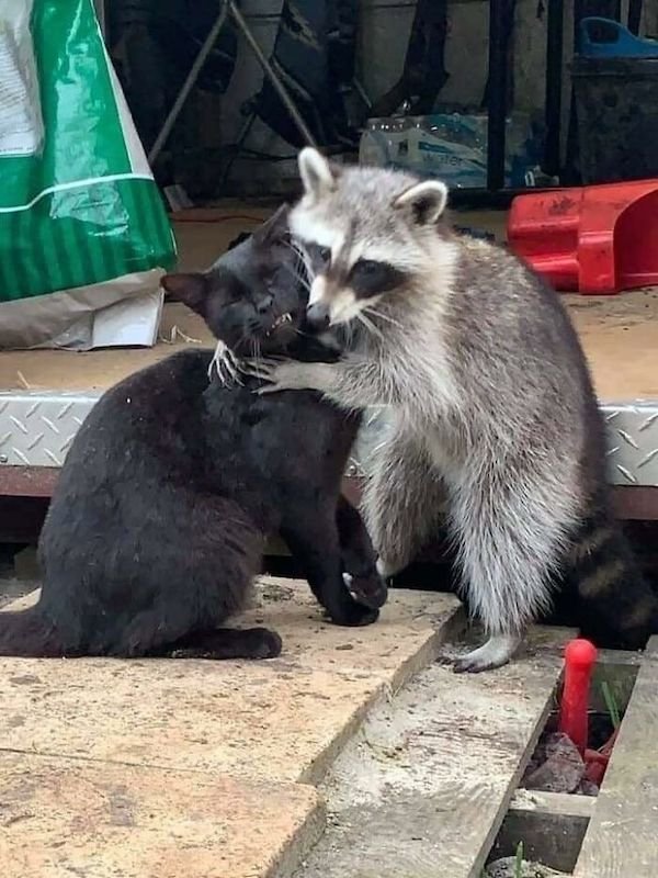 animals4_026