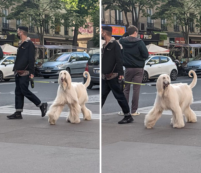 dogspotting_012