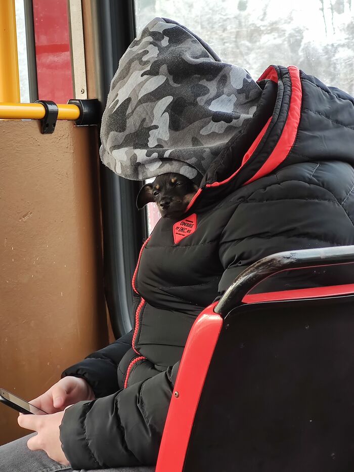 dogspotting_021