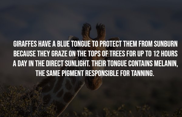 interestingfacts7_008