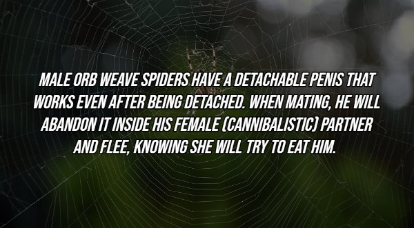 interestingfacts8_017