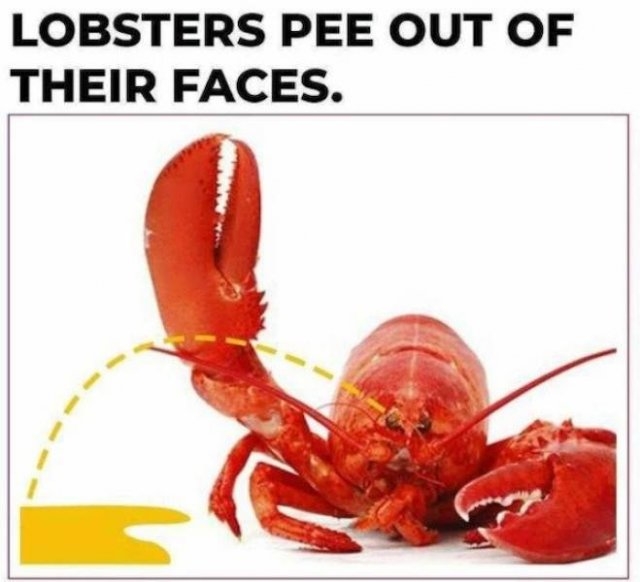 interestingfacts9_024