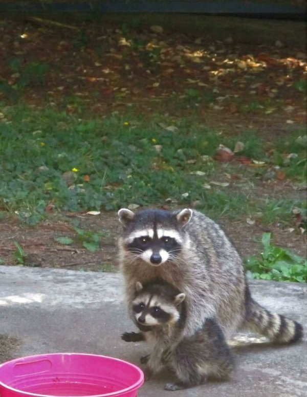 raccoons_022