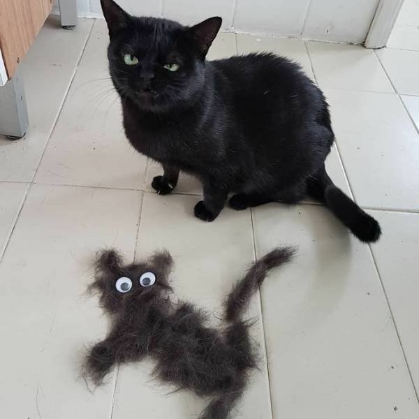 funnycats_001