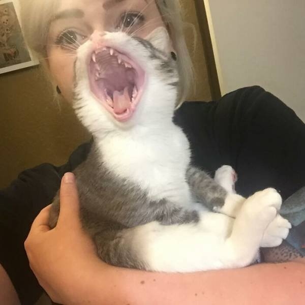 funnycats_002