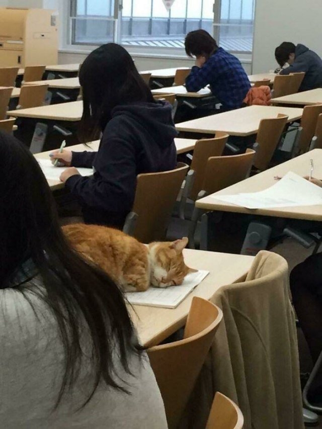 funnycats_003