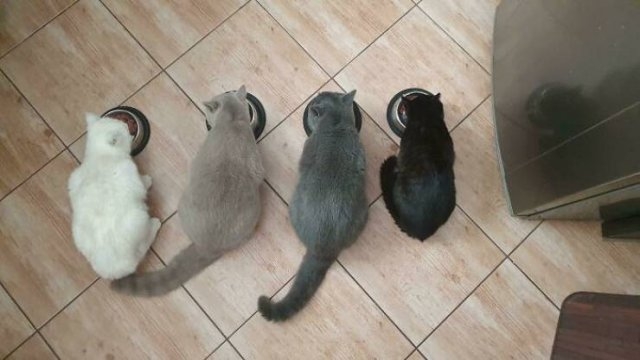 funnycats_004