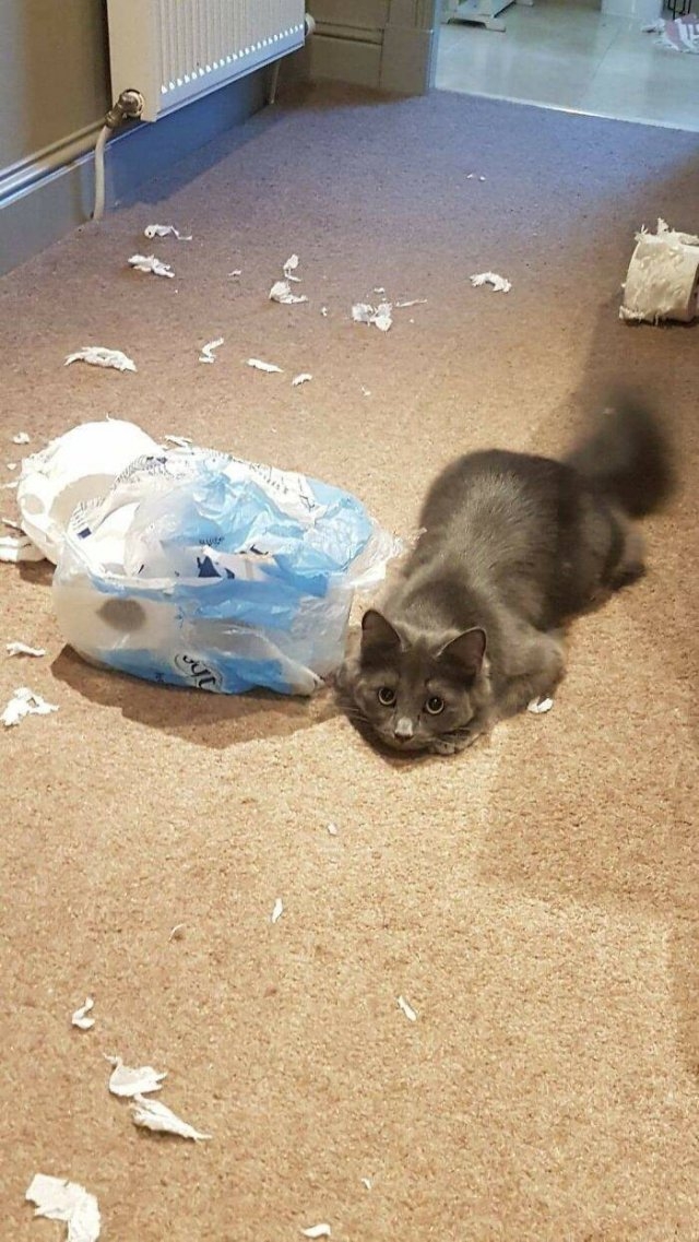 funnycats_005