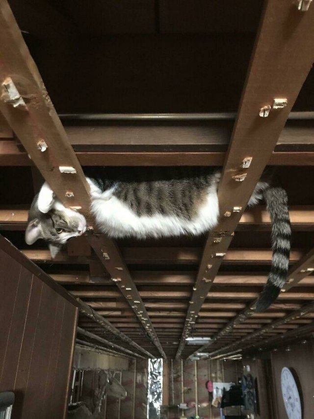 funnycats_006