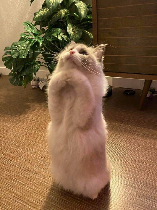 funnycats_007