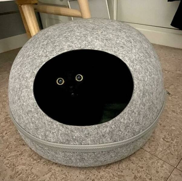 funnycats_008
