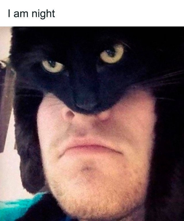 funnycats_010