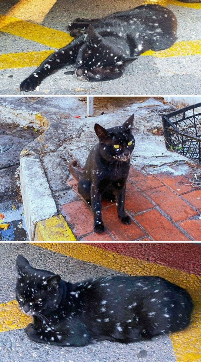 funnycats_011