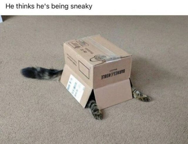 funnycats_012