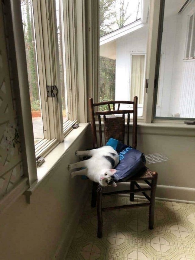funnycats_013