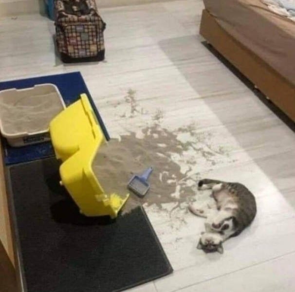 funnycats_014