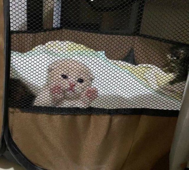 funnycats_015