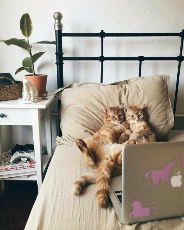 funnycats_016