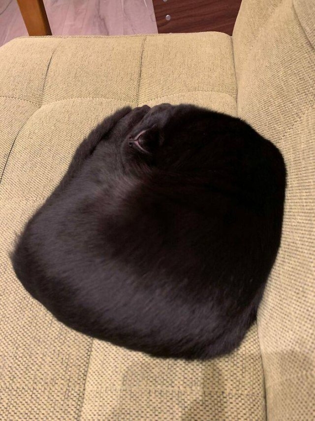 funnycats_017